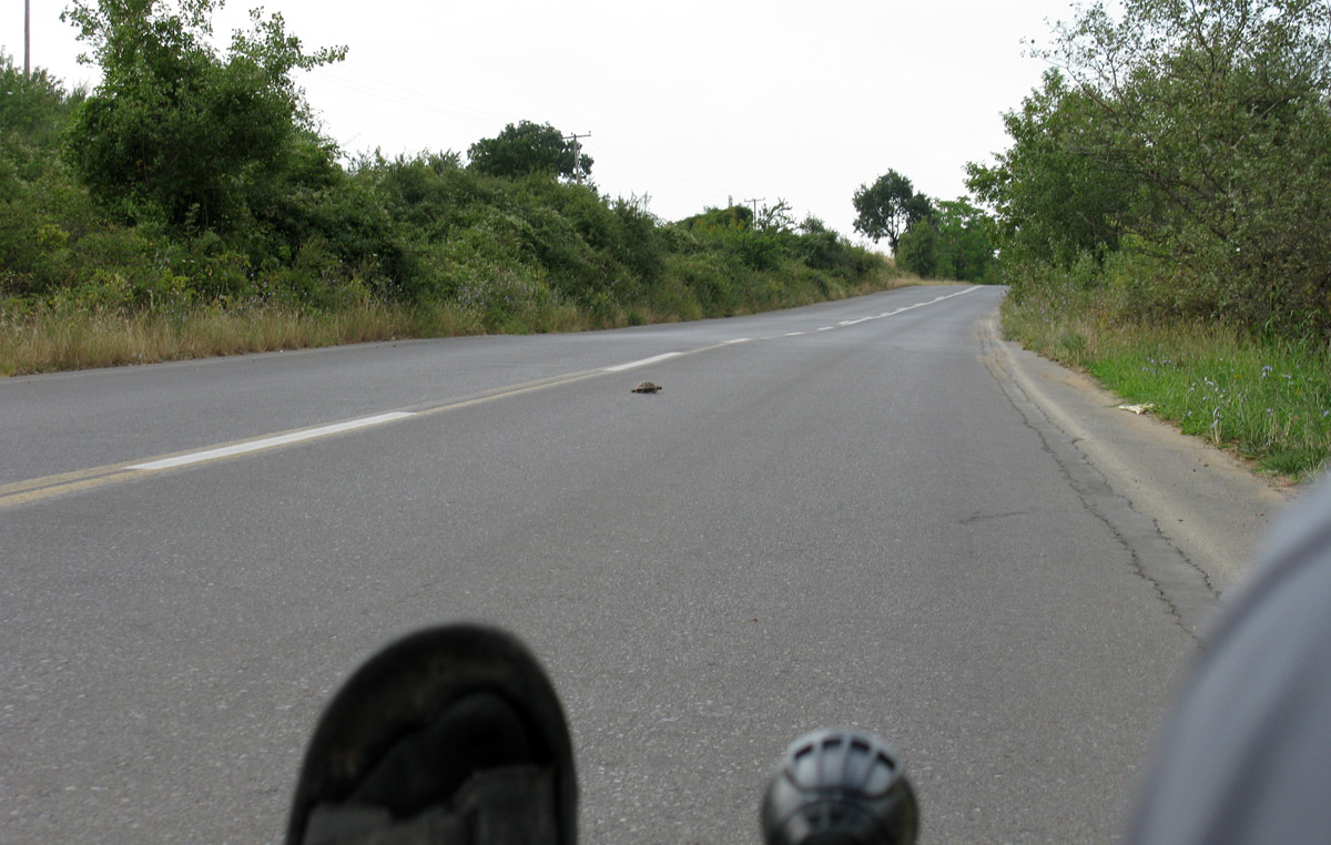 želva prečka cesto