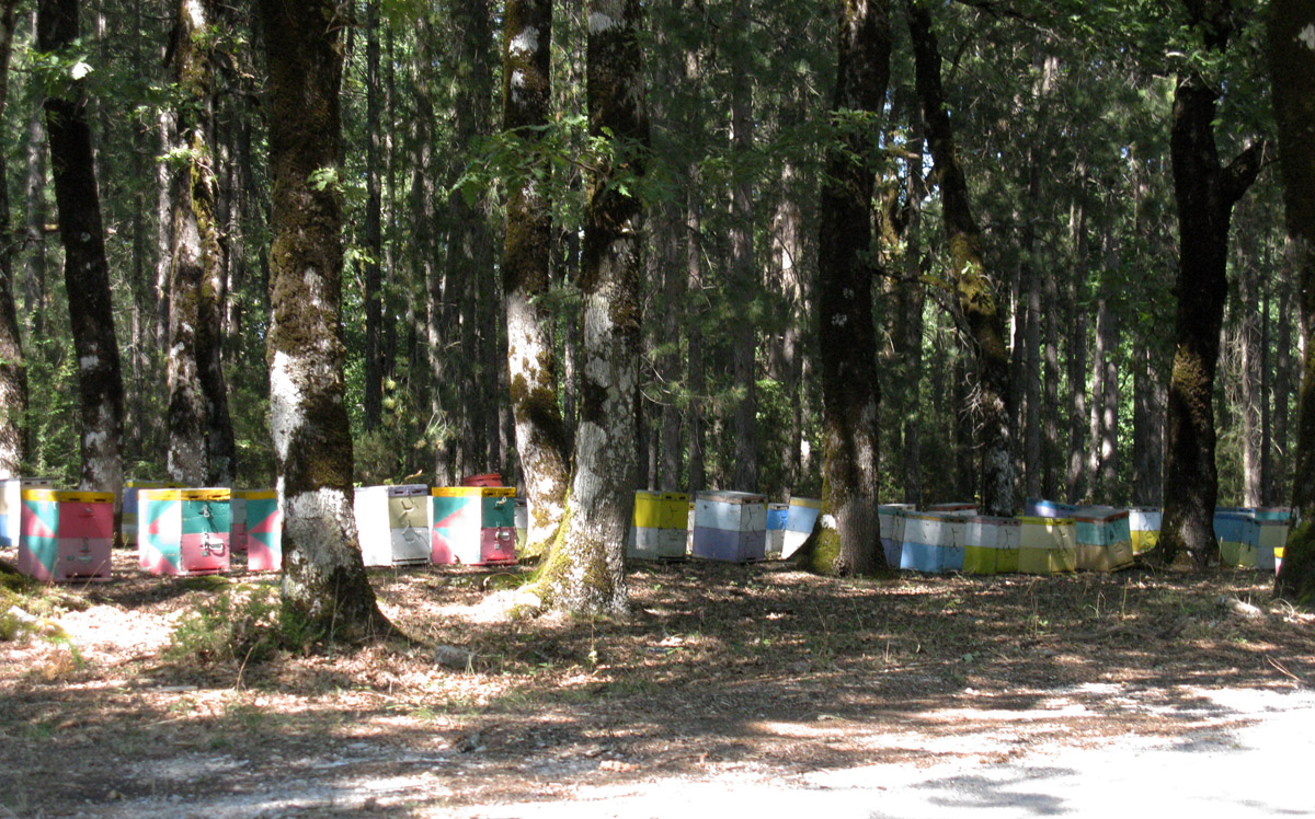 čebelnjaki v gozdu